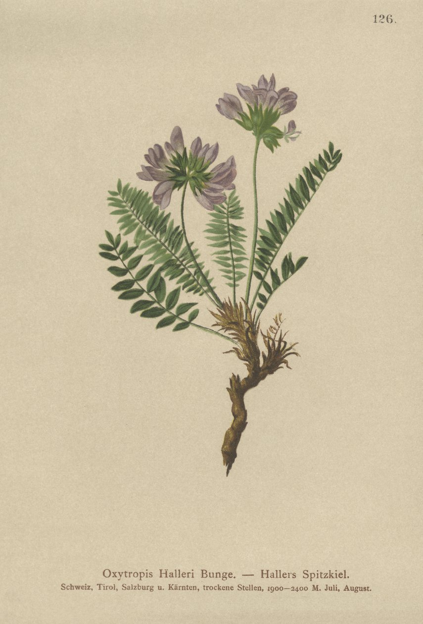 Oxytropis pourpre (Oxytropis Halleri) - German School
