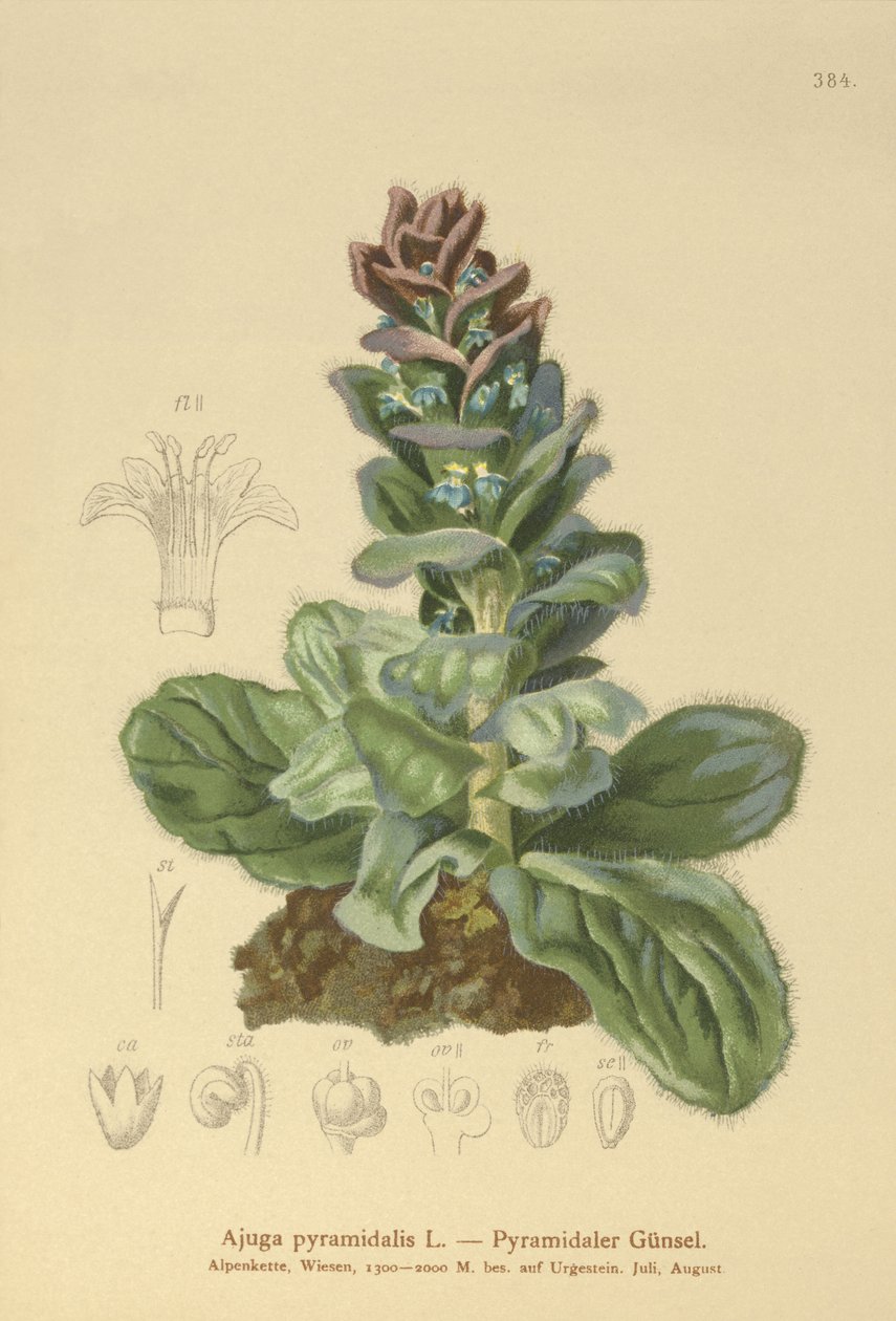 Bugle pyramidal - German School