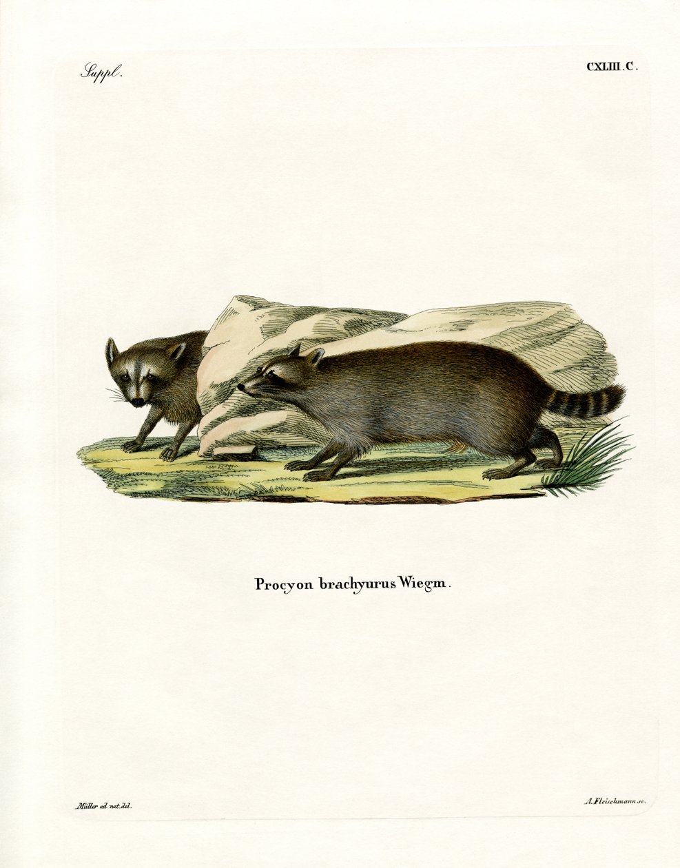 Raton laveur - German School