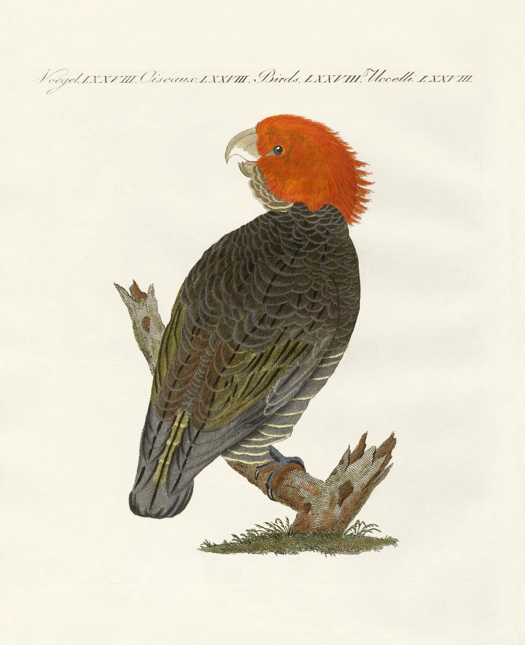 Oiseaux rares - German School