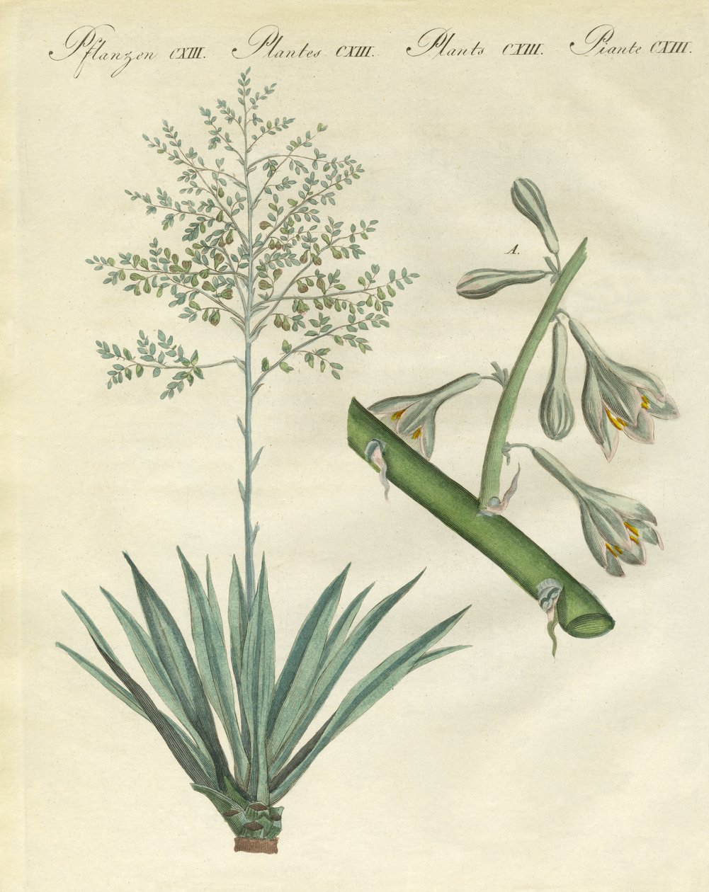 Plantes étrangères rares - German School