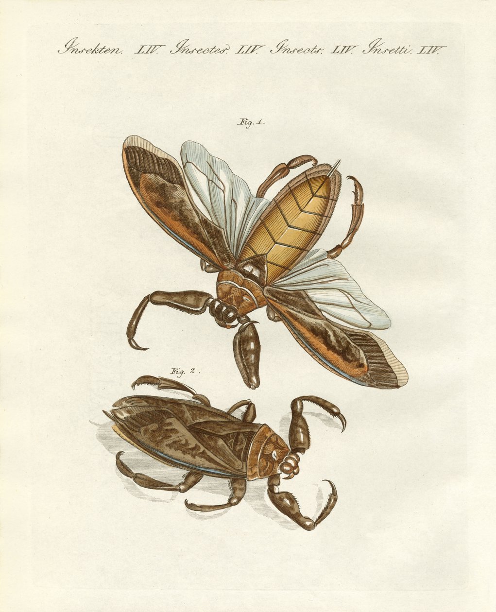 Insectes rares - German School