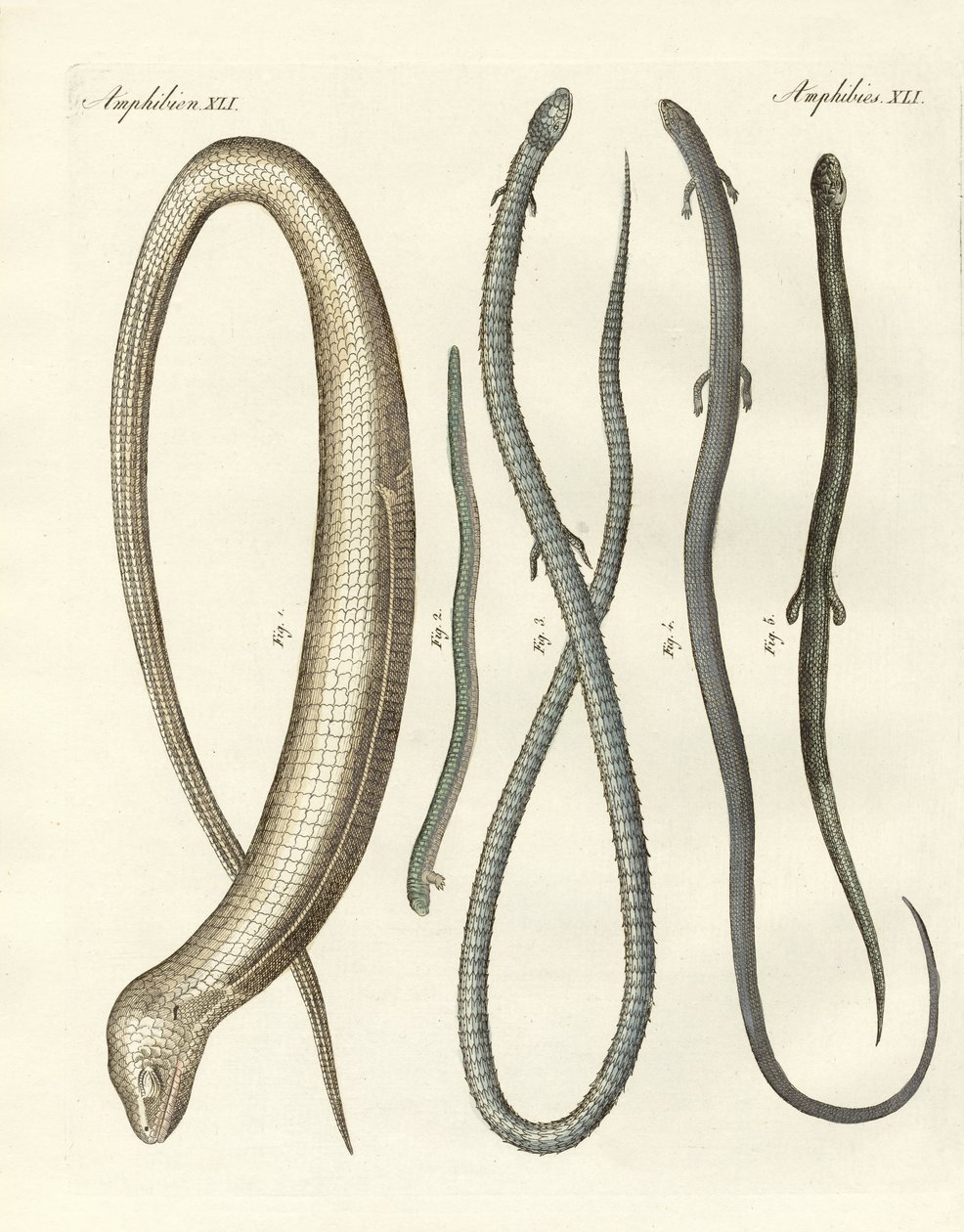 Reptiles rares - German School