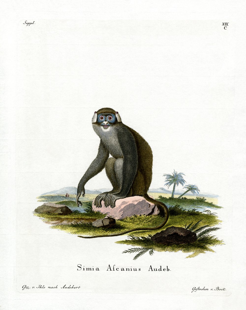 Singe à queue rouge - German School