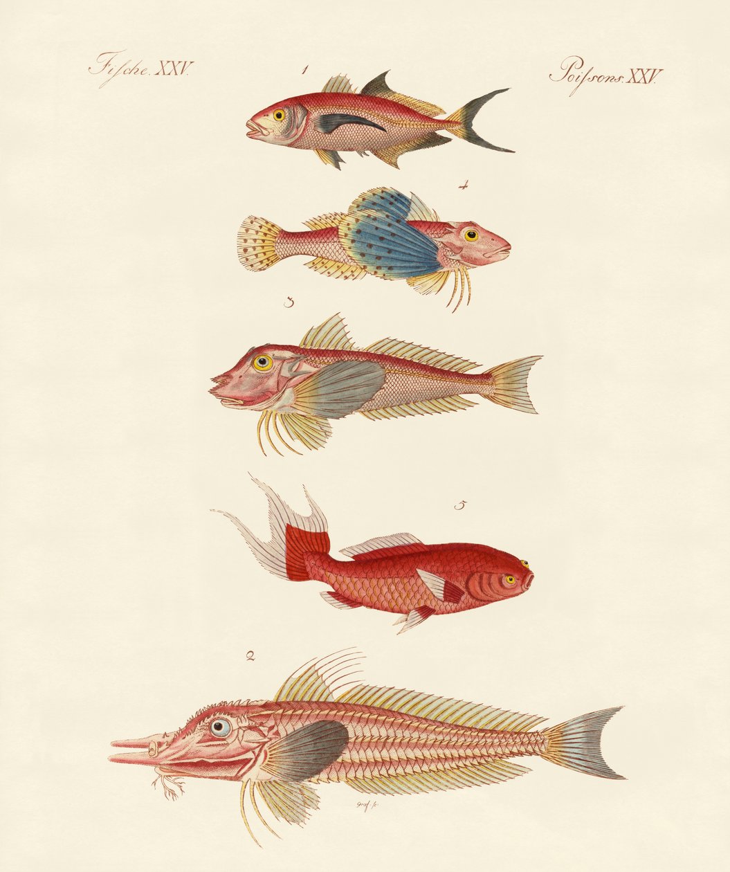 Poissons rouges - German School
