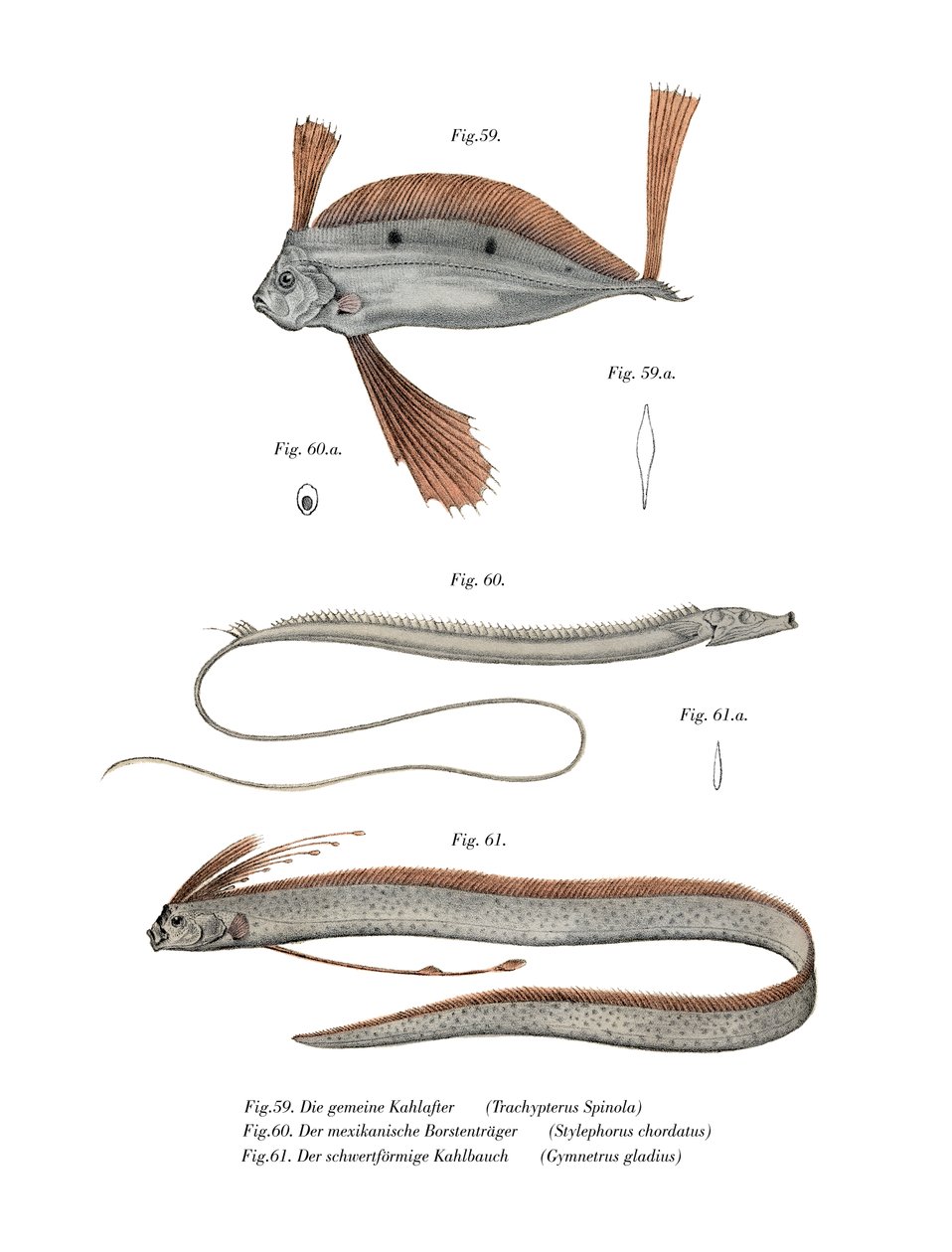 Poisson-ruban - German School