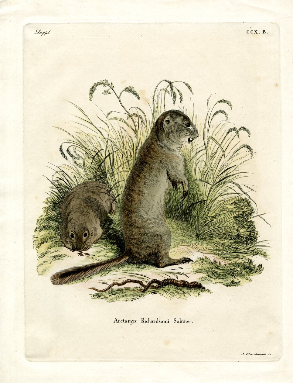 Spermophile de Richardson - German School