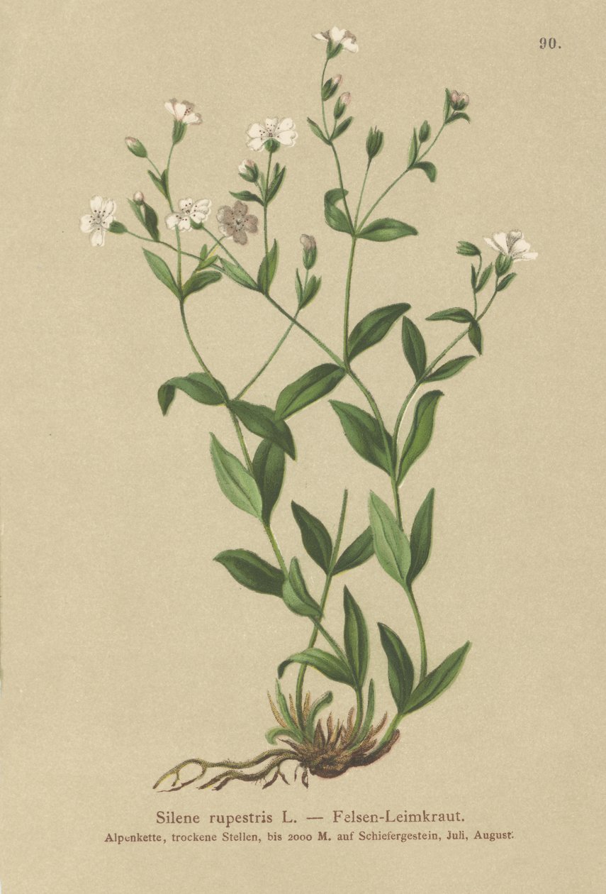 Compagnon des rochers (Silene rupestris) - German School