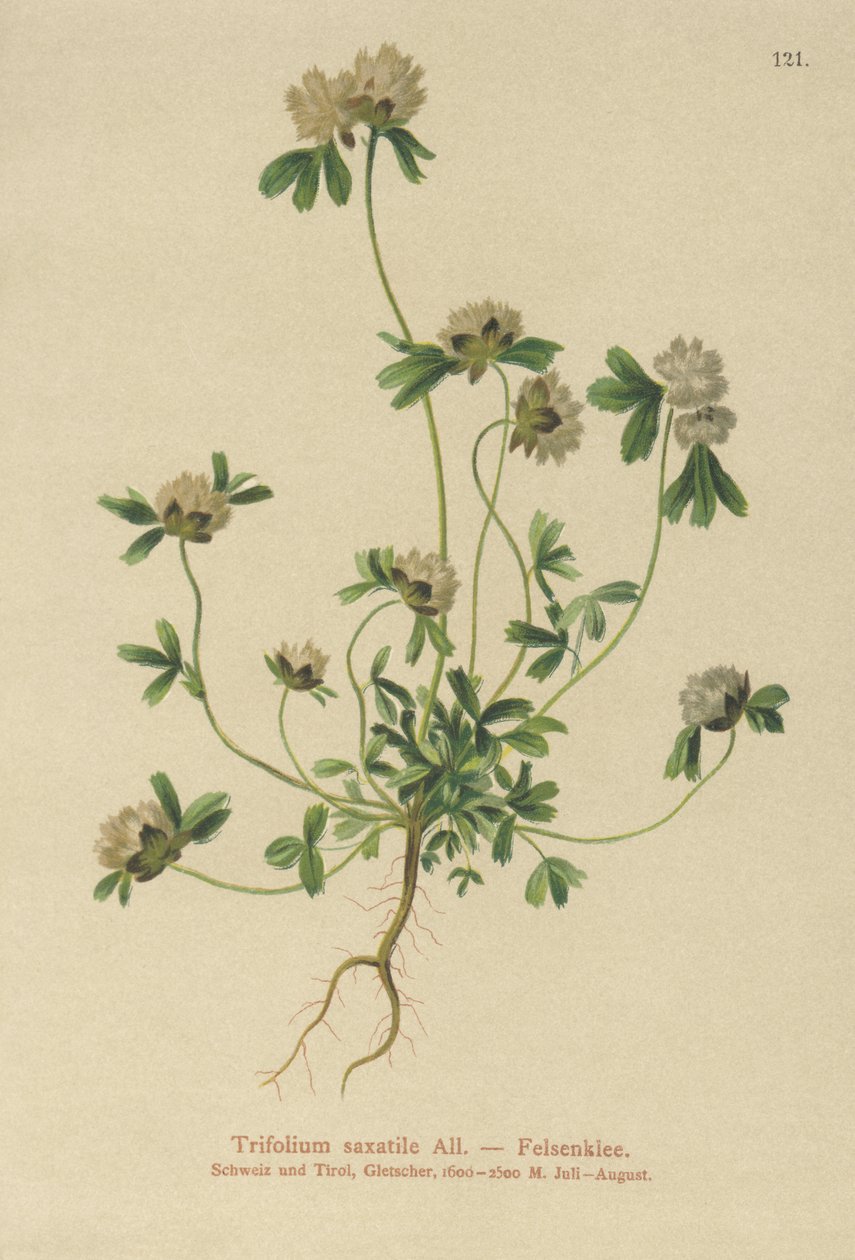 Trèfle des rochers (Trifolium saxatile) - German School