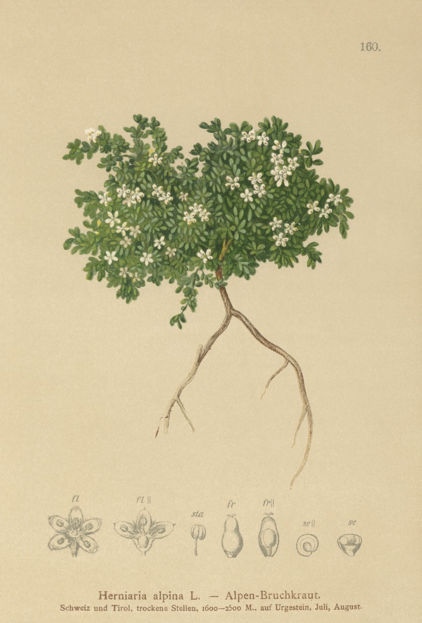 Herniaire des Alpes (Herniaria alpina, Herniaria ciliolata) - German School