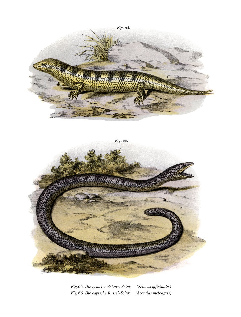 Scinque poisson des sables - German School