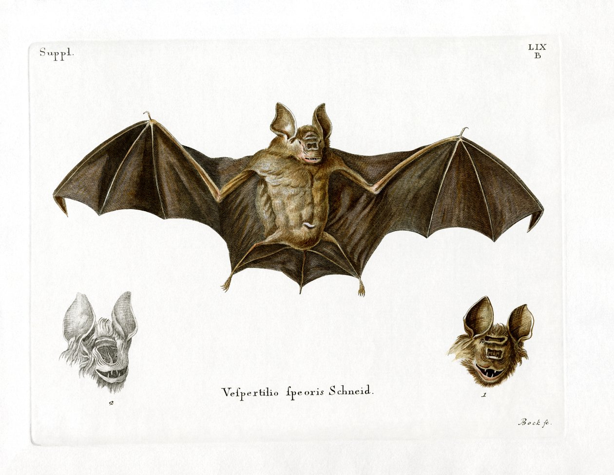 Chauve-souris à nez en feuille de Schneider - German School