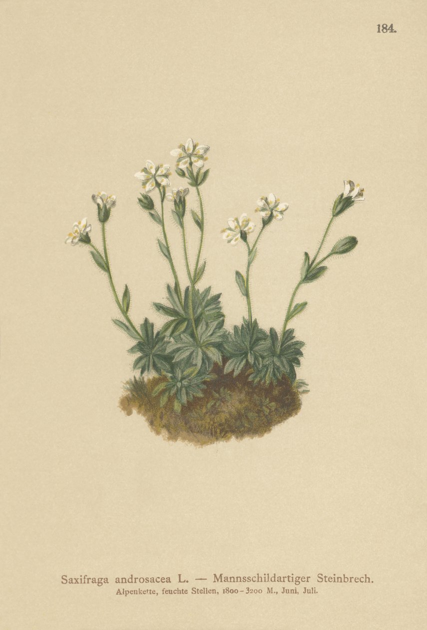 Saxifrage des éboulis (Saxifraga androsacea) - German School