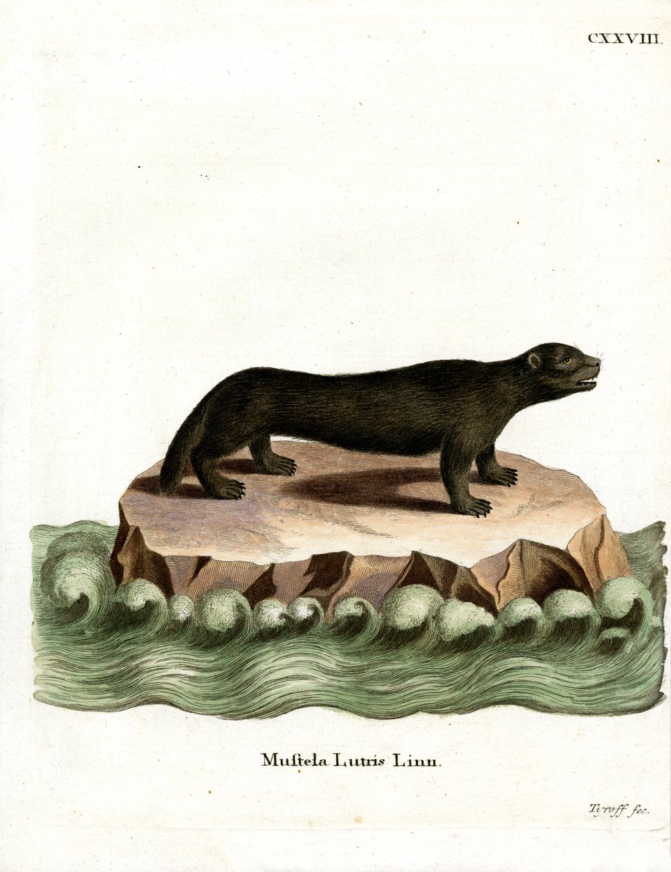 Loutre de mer - German School