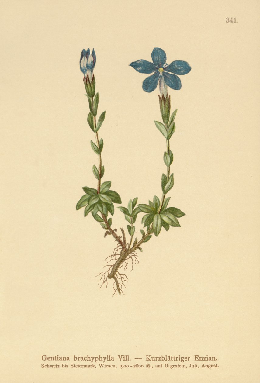 Gentiane à feuilles courtes (Gentiana brachyphylla) - German School
