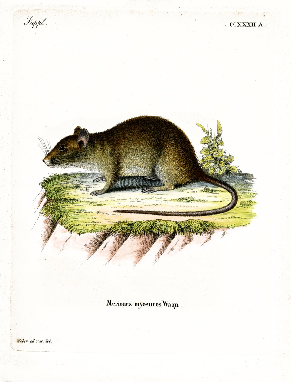 Rat bandicoot à queue courte - German School