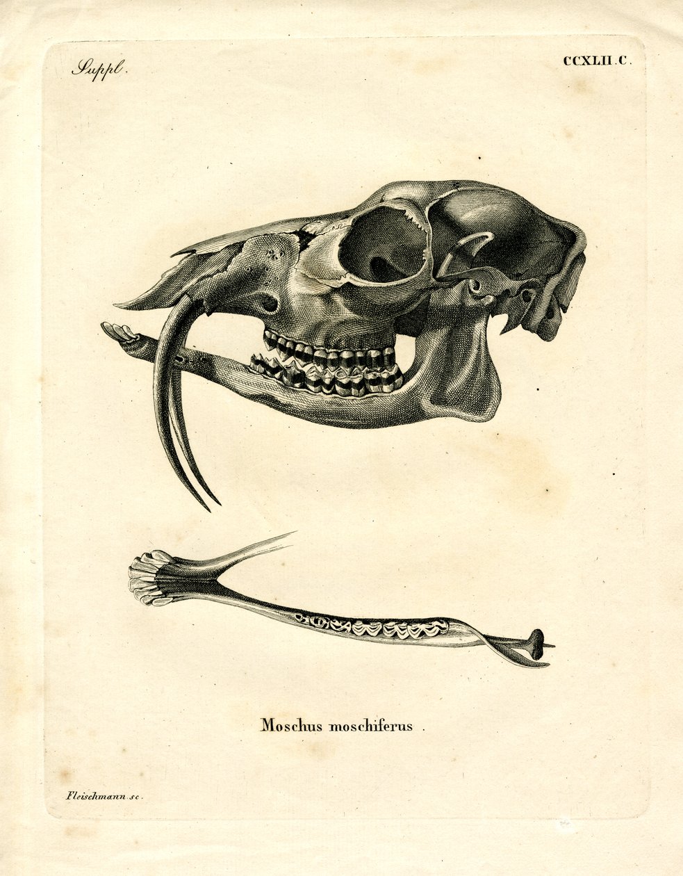Cerf porte-musc de Sibérie - German School