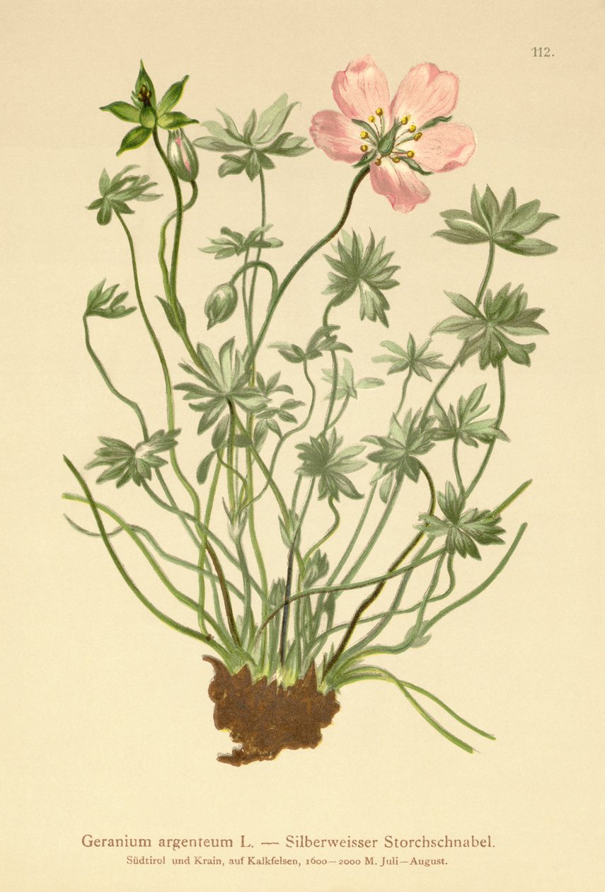 Géranium argenté (Geranium argenteum) - German School