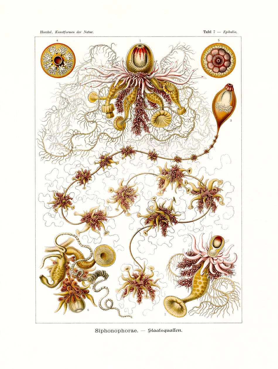 Siphonophorae, 1899-1904 - German School