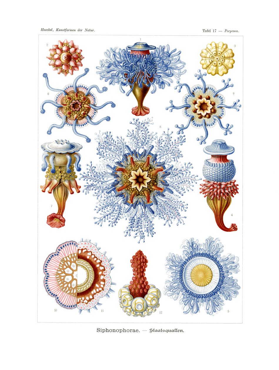 Siphonophorae, 1899-1904 - German School