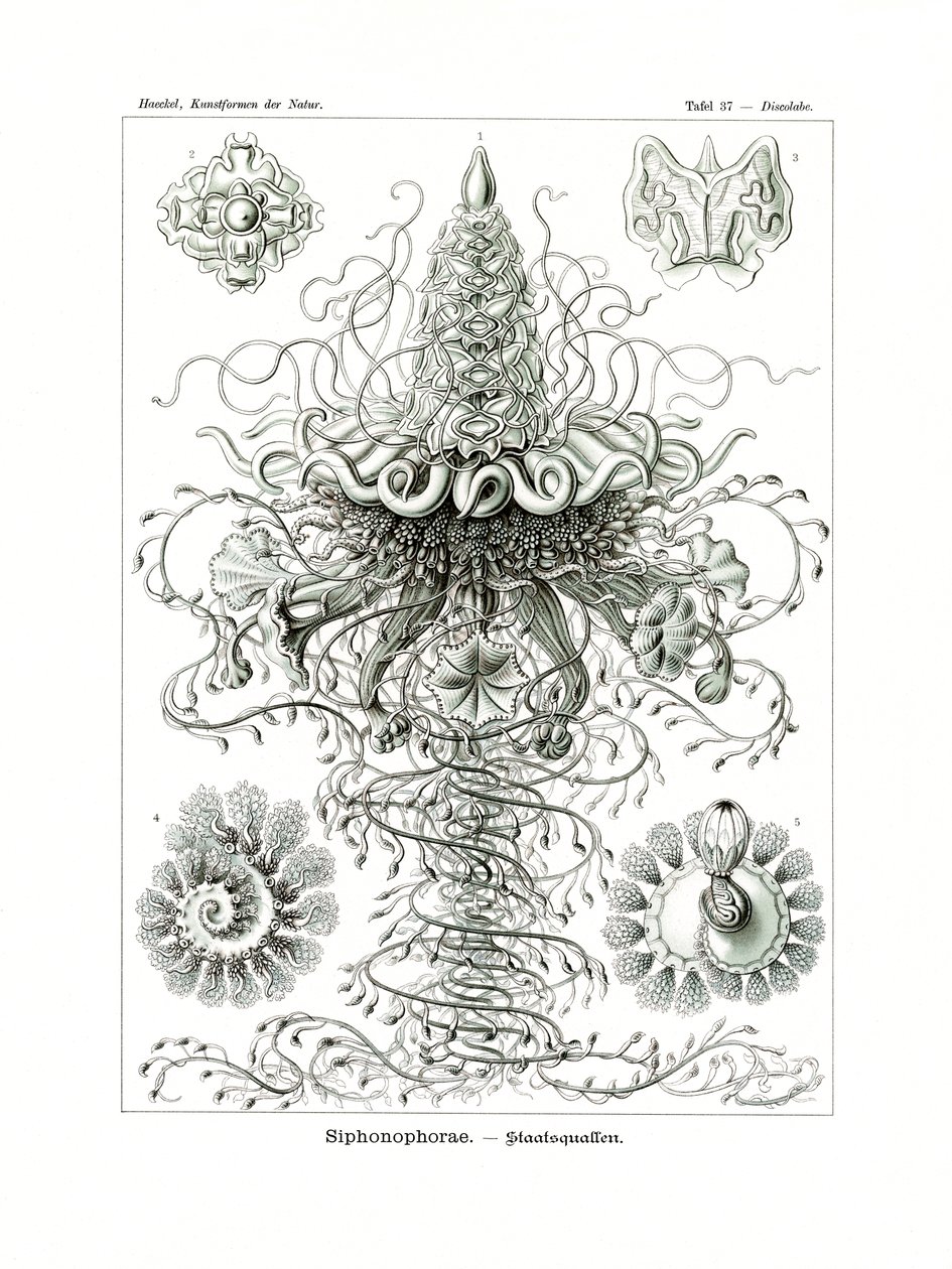 Siphonophorae, 1899-1904 - German School