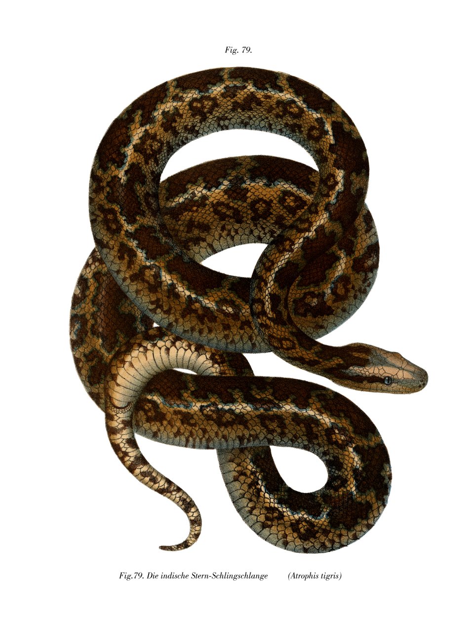 Serpent - German School