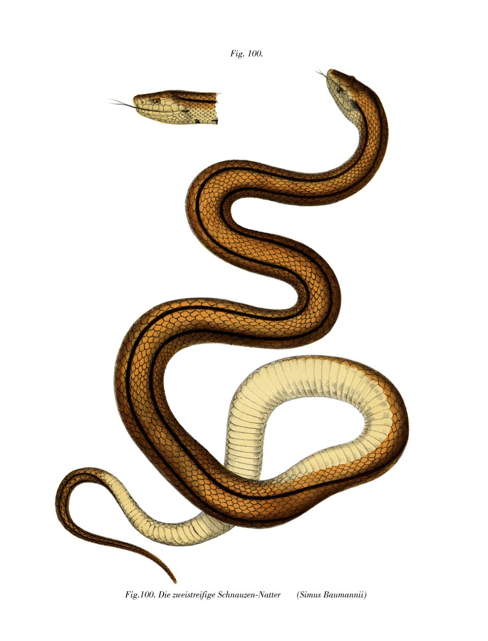 Serpent - German School