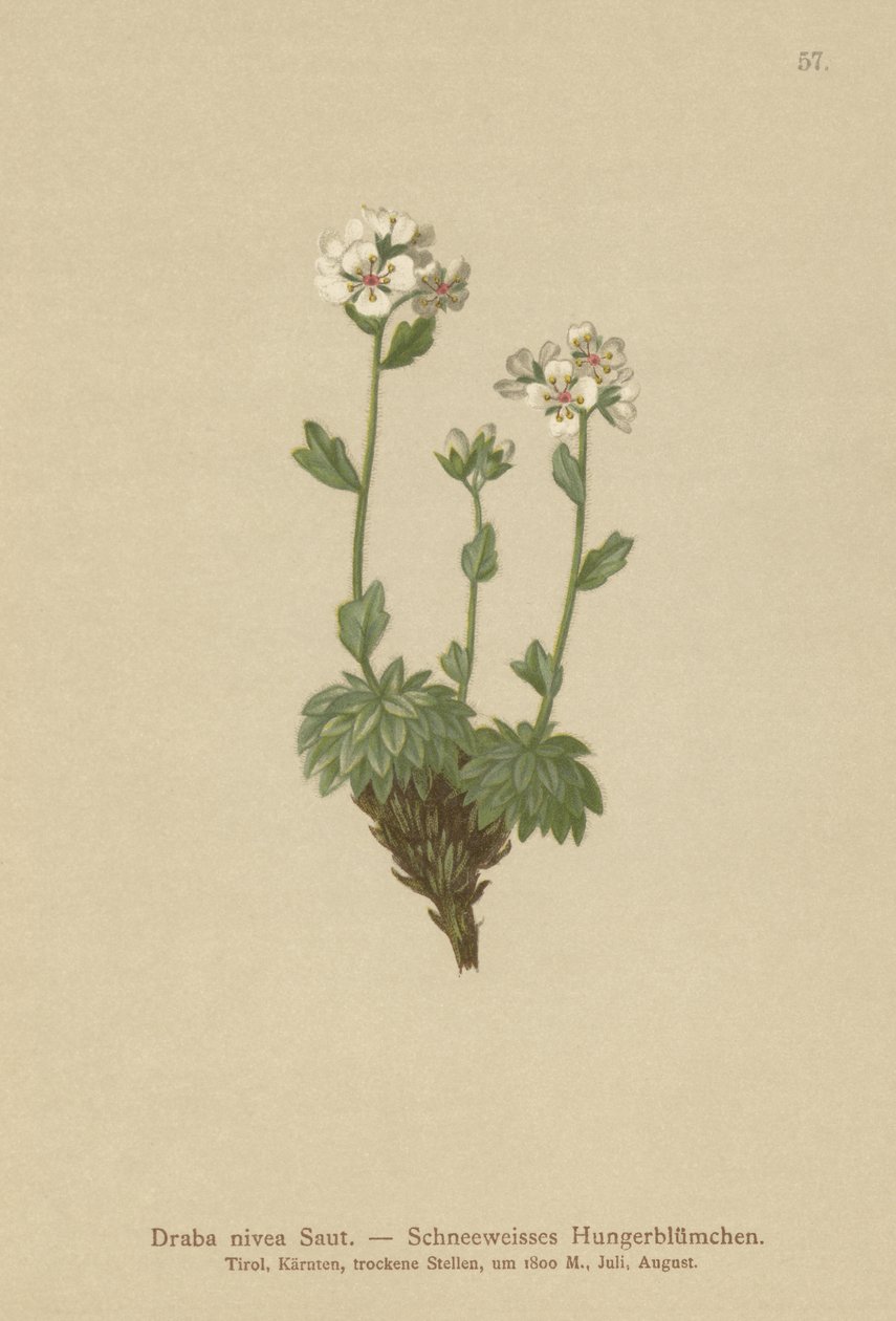 Drave nivea (Draba nivea) - German School