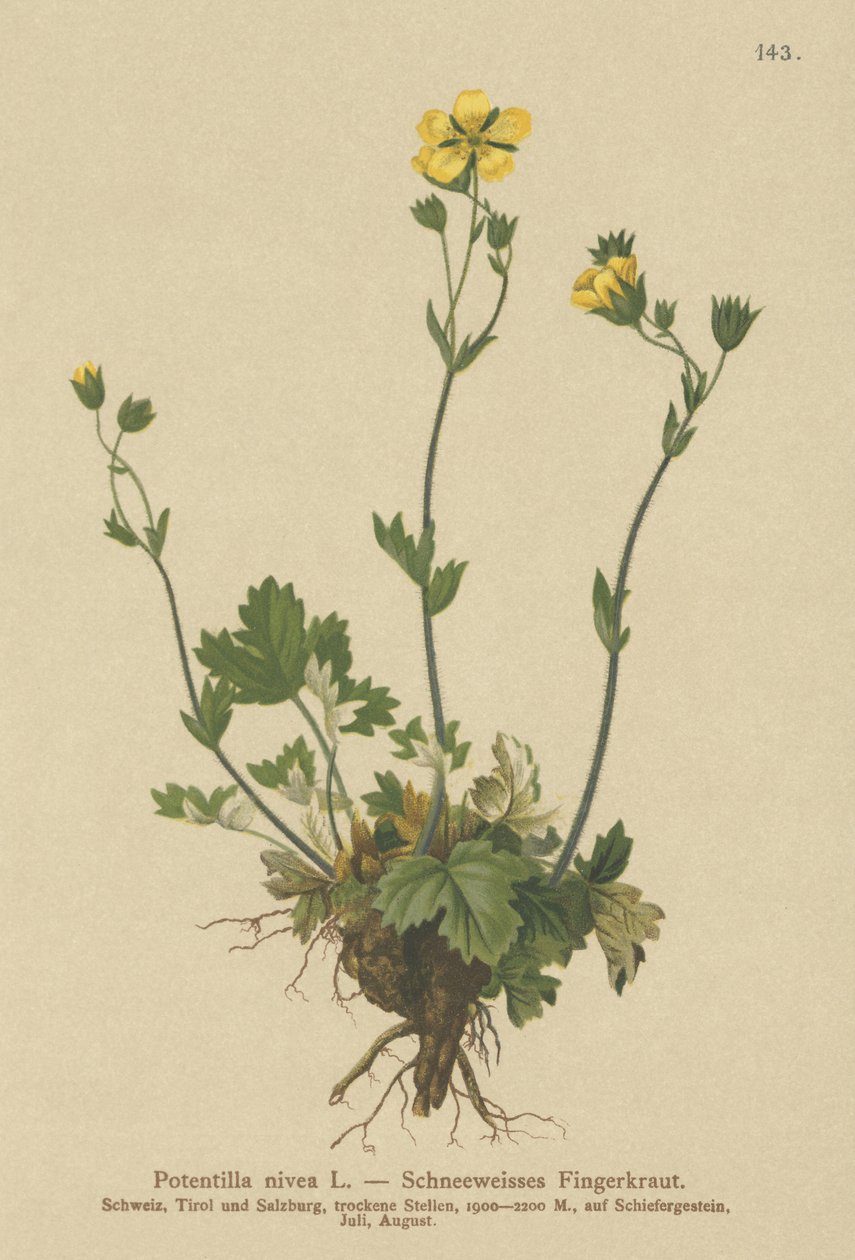 Potentille des neiges (Potentilla nivea) - German School