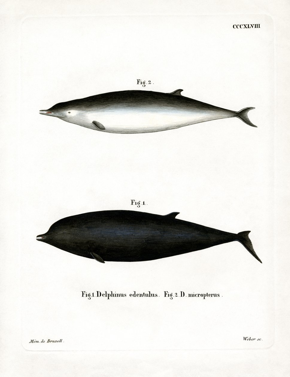 Baleine à bec de Sowerby - German School