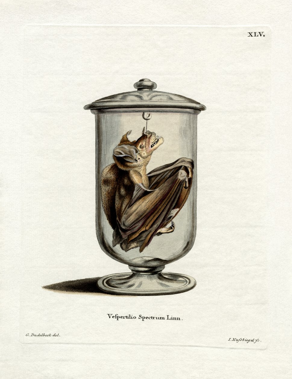 Chauve-souris spectrale - German School