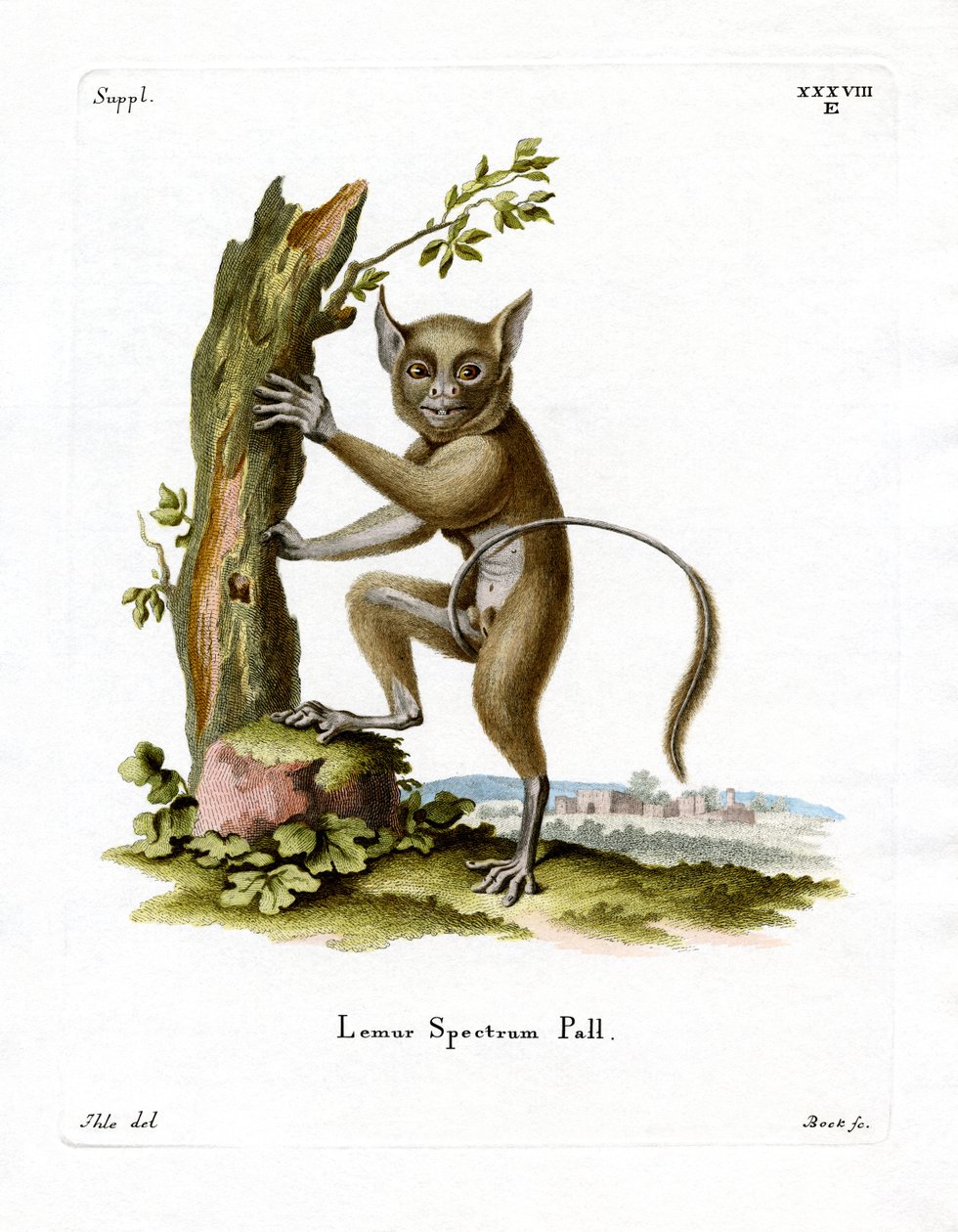 Tarsier spectral - German School