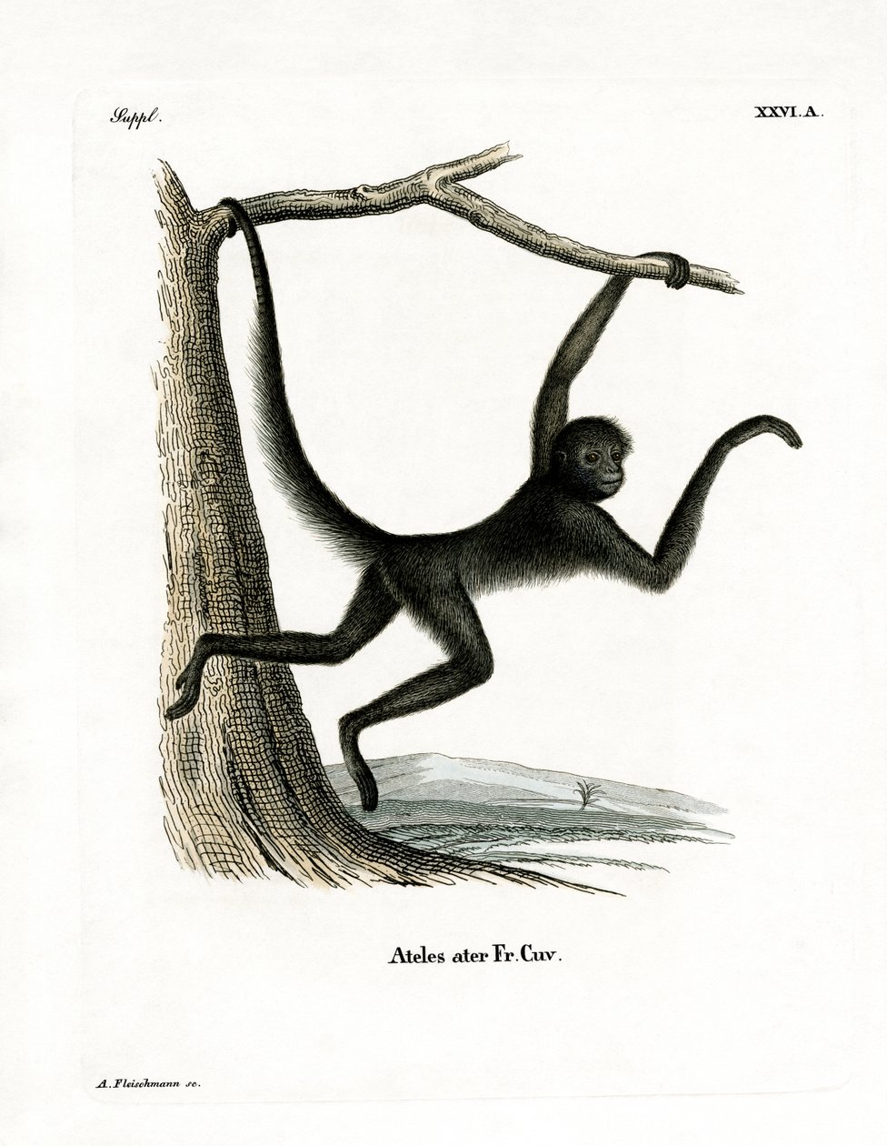 Singe-araignée - German School