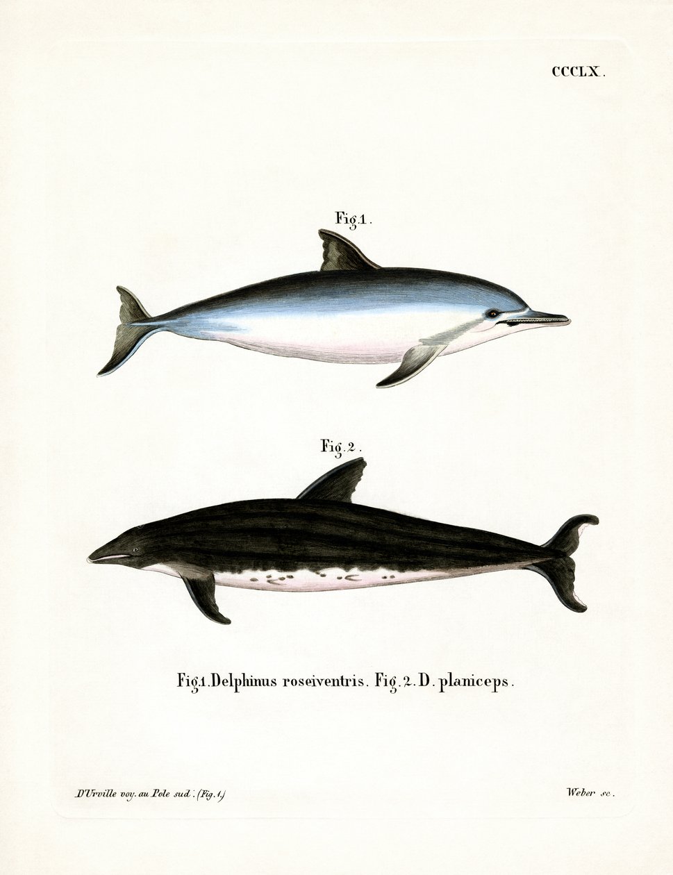 Dauphin à long bec - German School