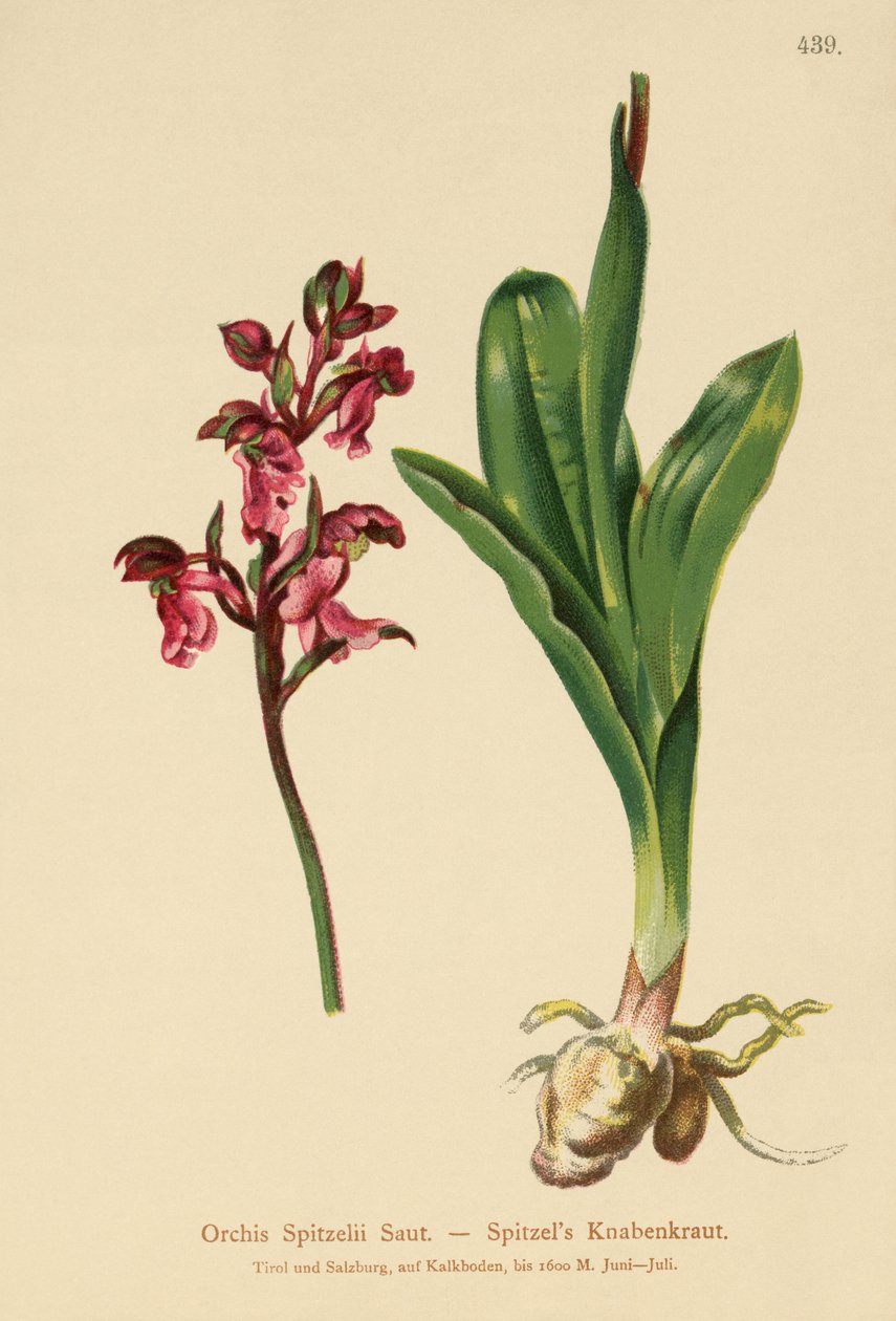 Orchis de Spitzel (Orchis Spitzelii) - German School