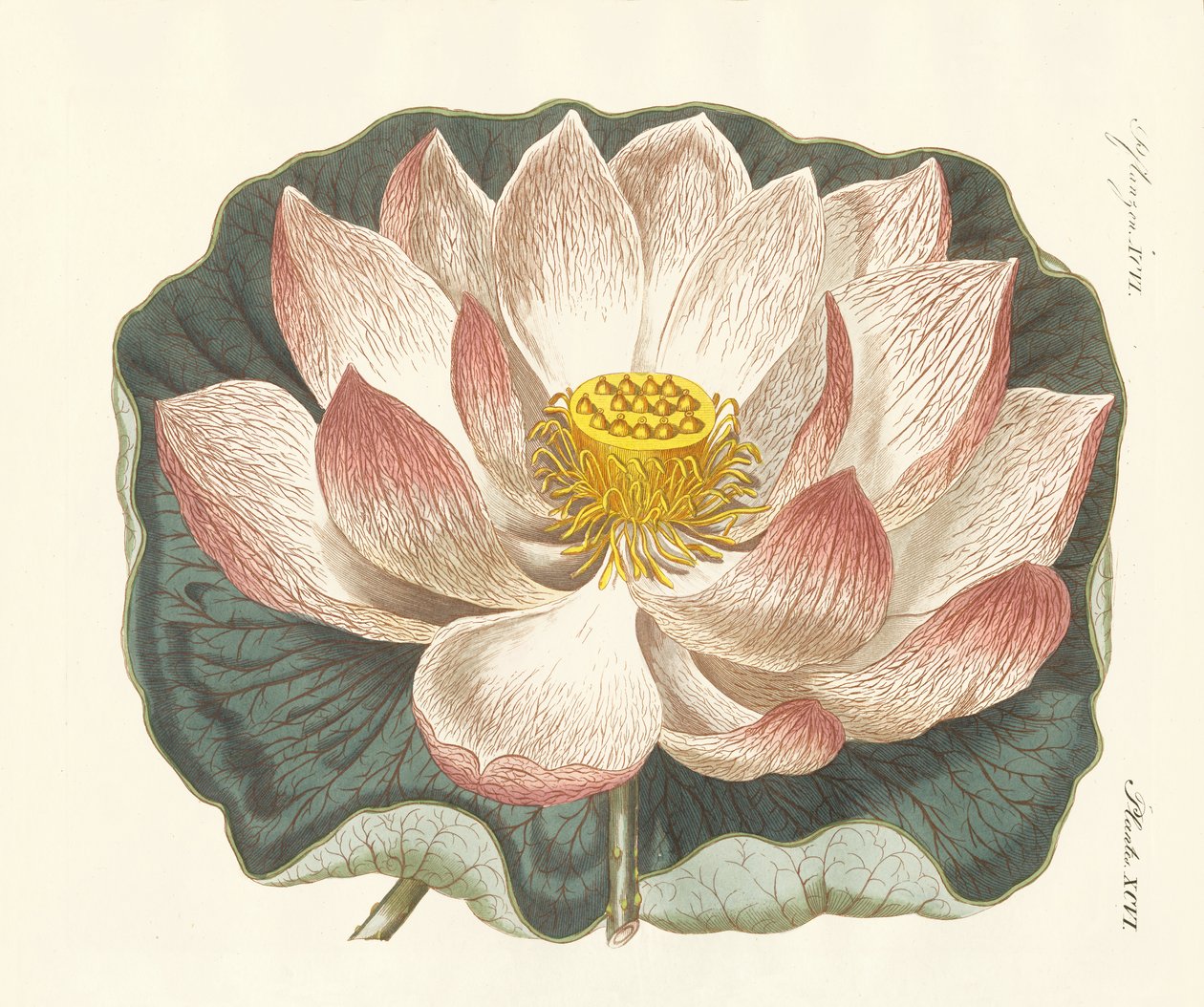 Fleurs splendides - German School