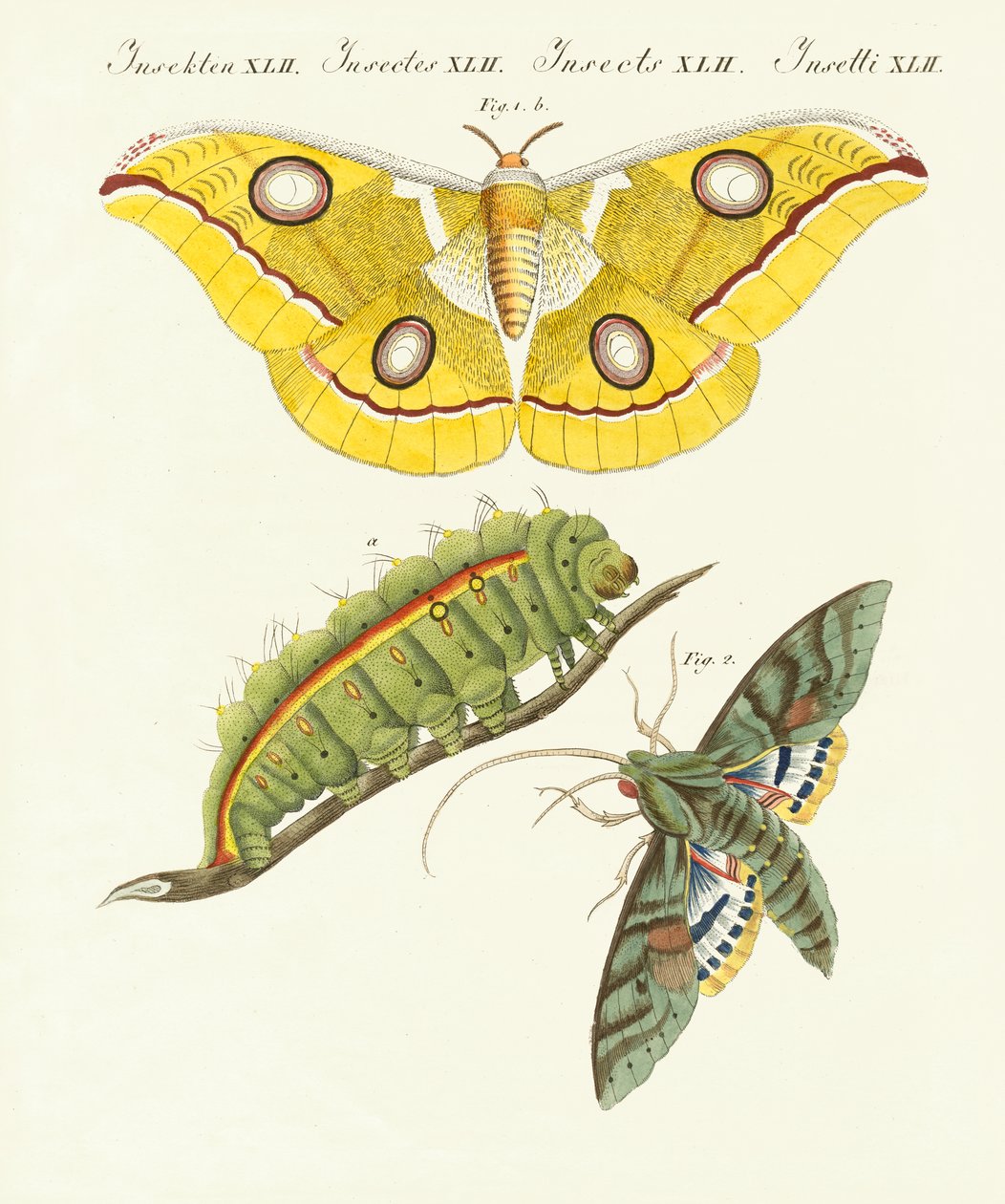 Splendides papillons étrangers - German School