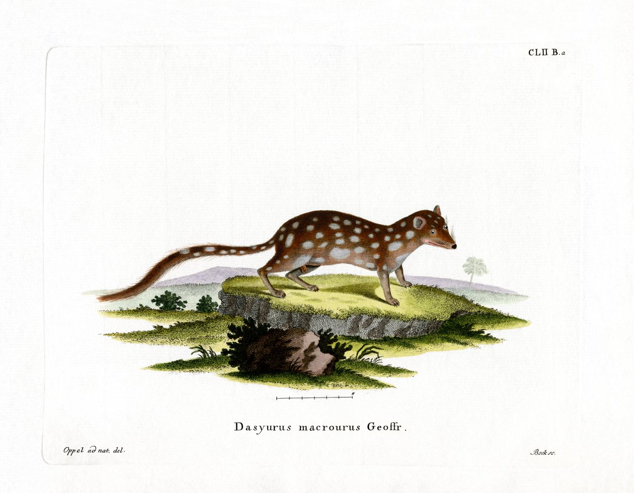 Quoll tacheté - German School