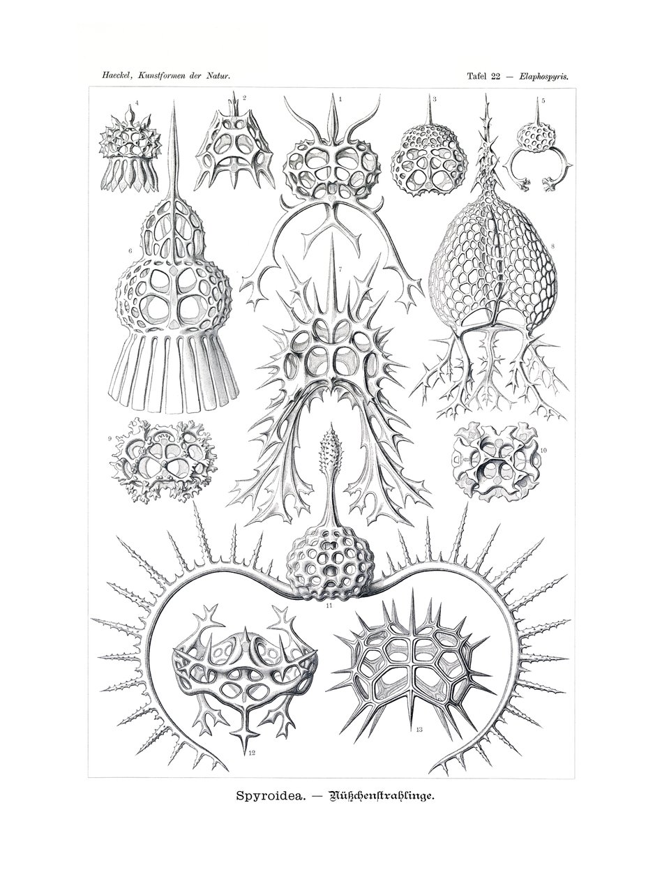 Spyroidea, 1899-1904 - German School