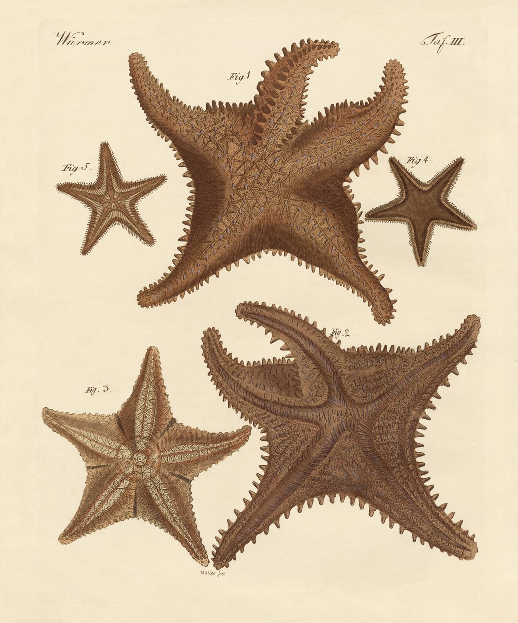 Étoile de mer - German School