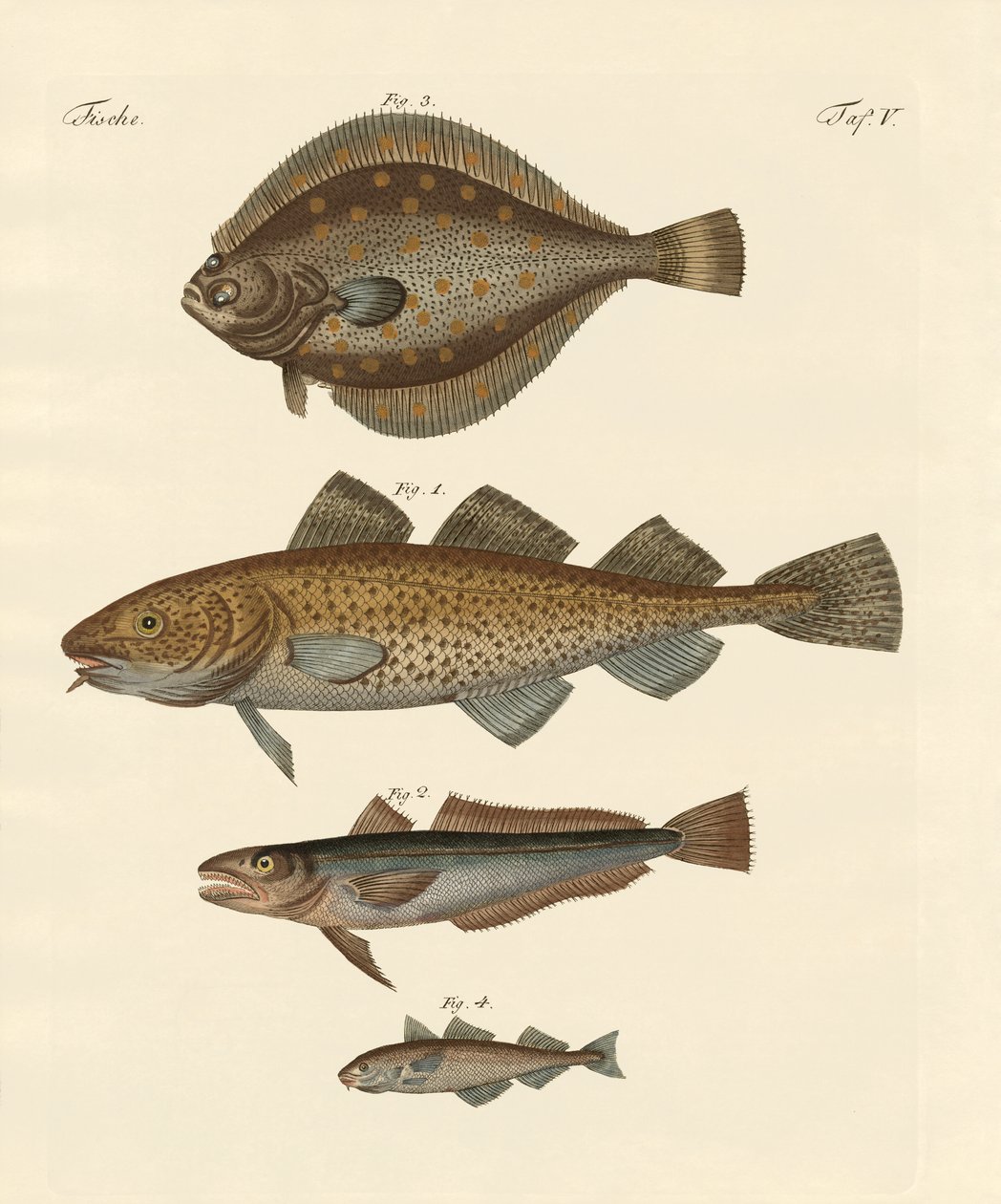 Stockfish - German School