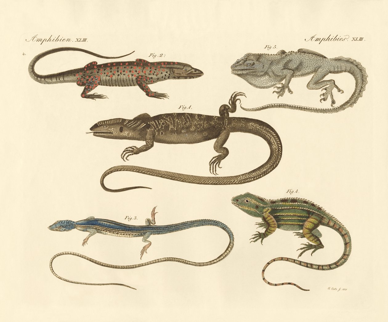 Amphibiens étranges - German School