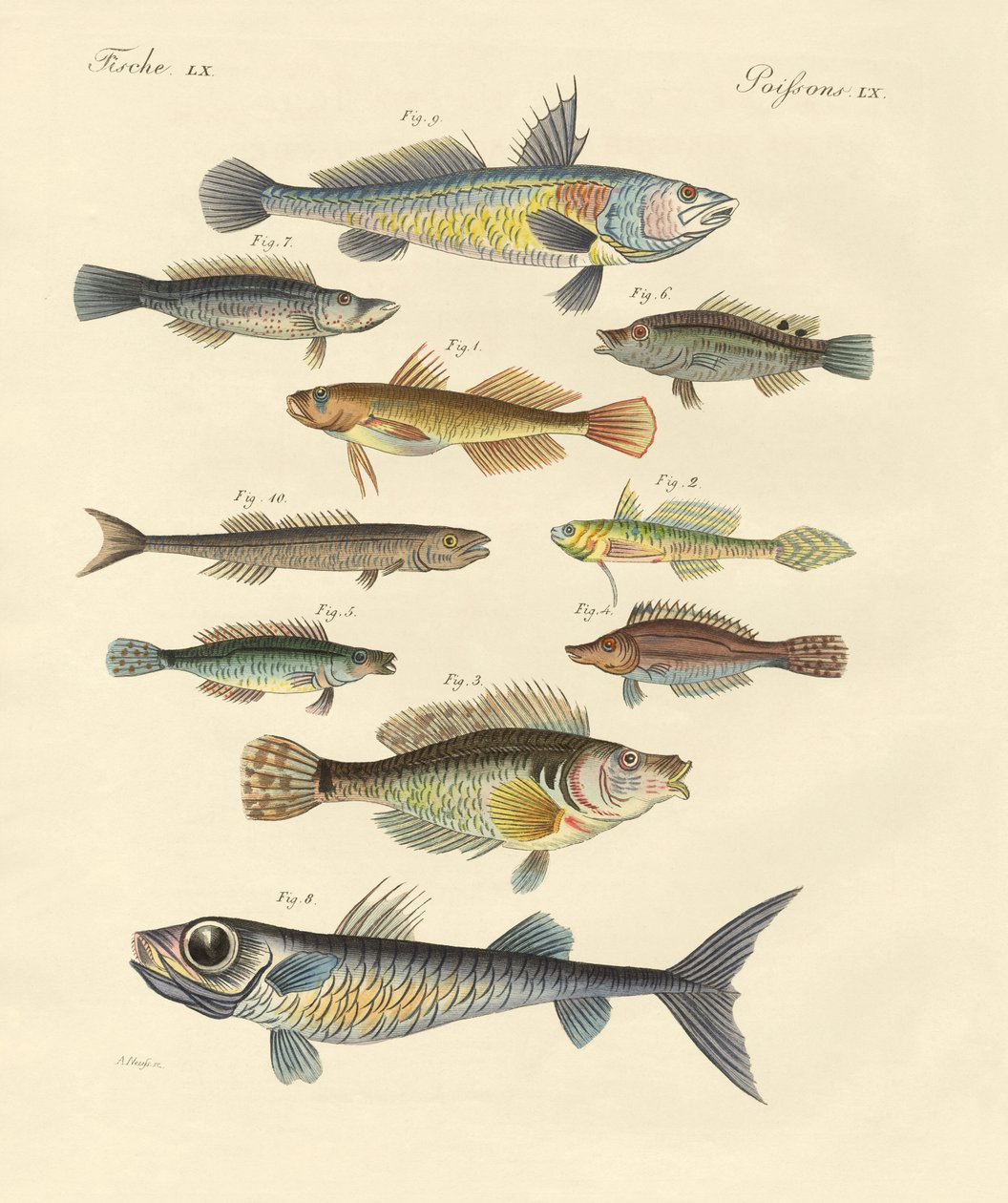 Poissons étranges et beaux - German School