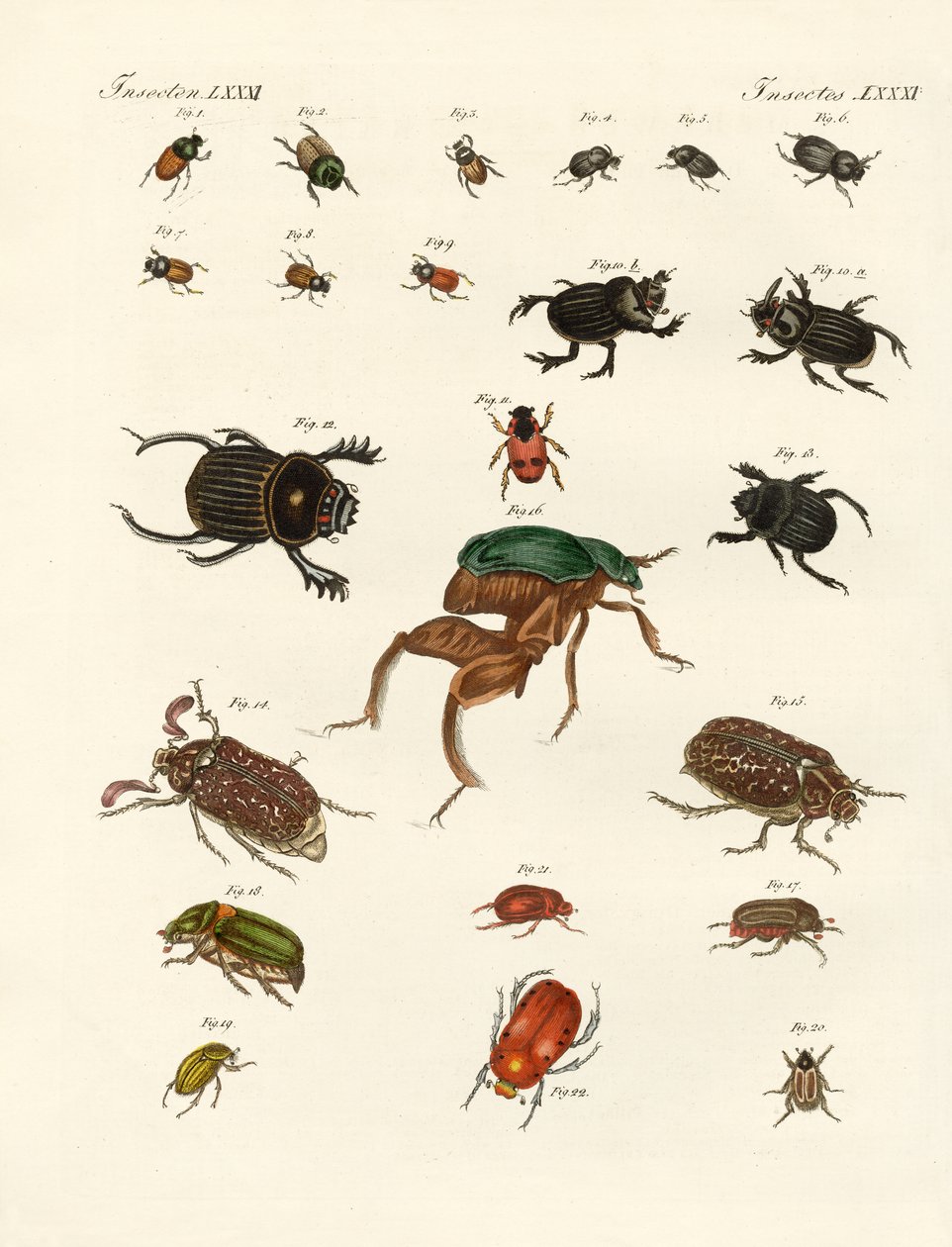 Étranges coléoptères (gravure en couleur) - German School