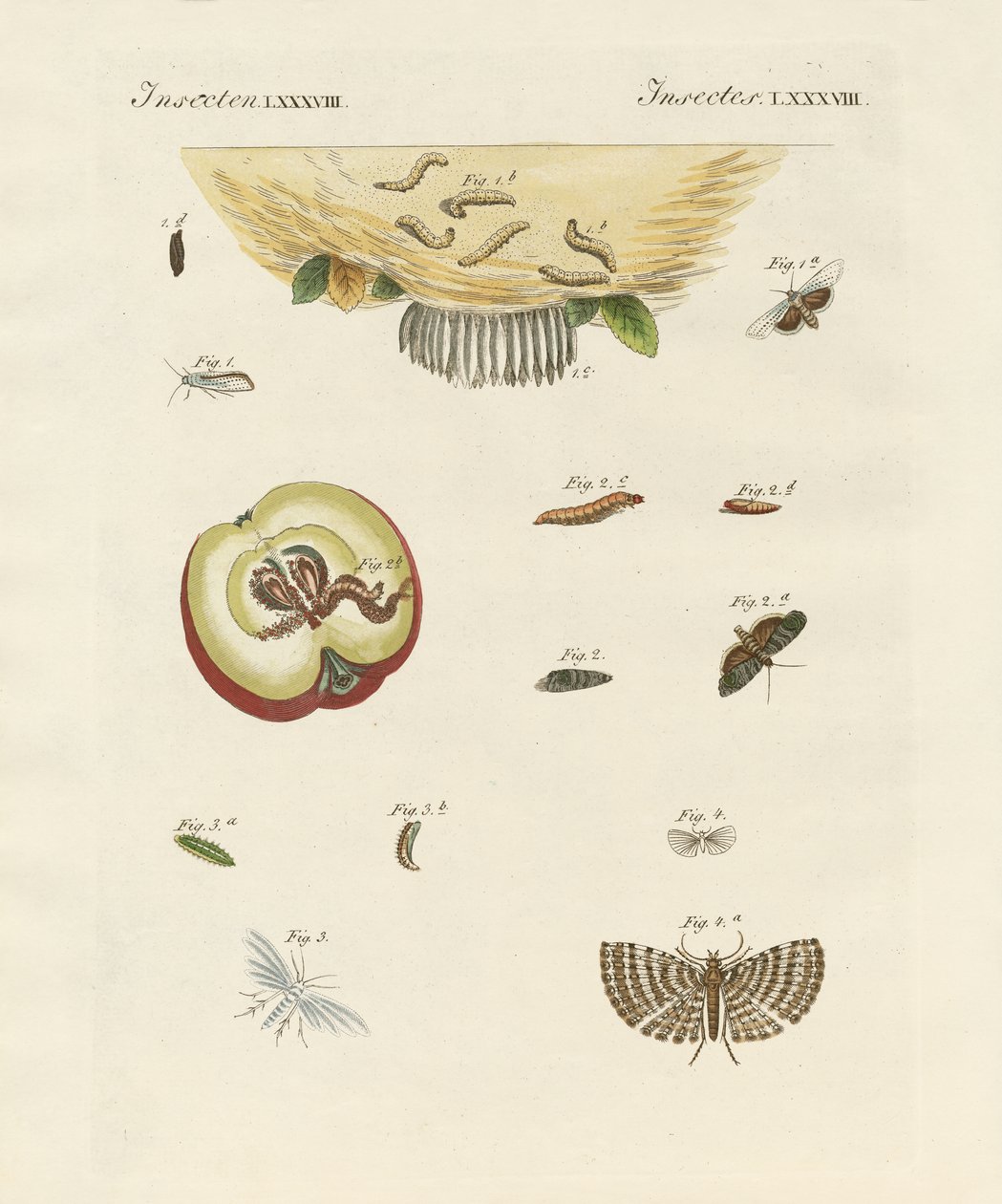 Papillons étranges - German School