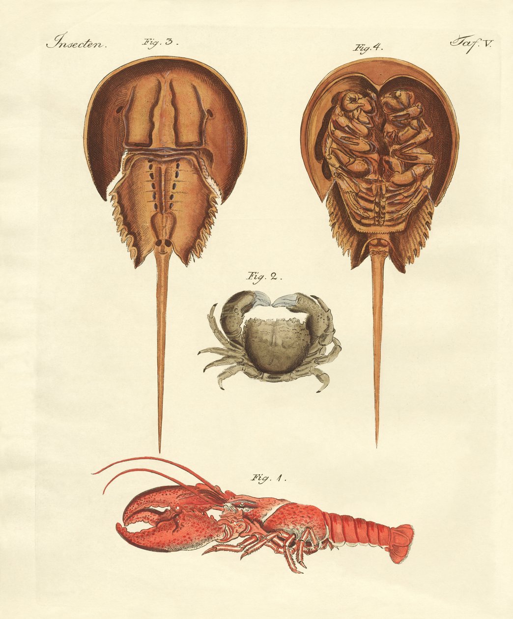 Crabes étranges - German School