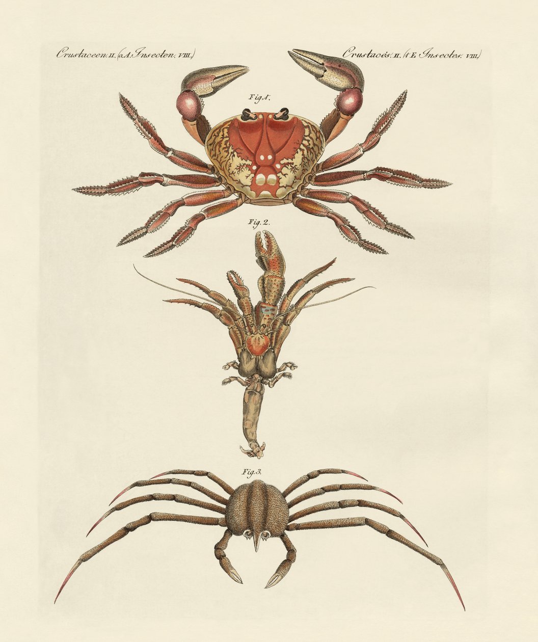 Crabes étranges - German School