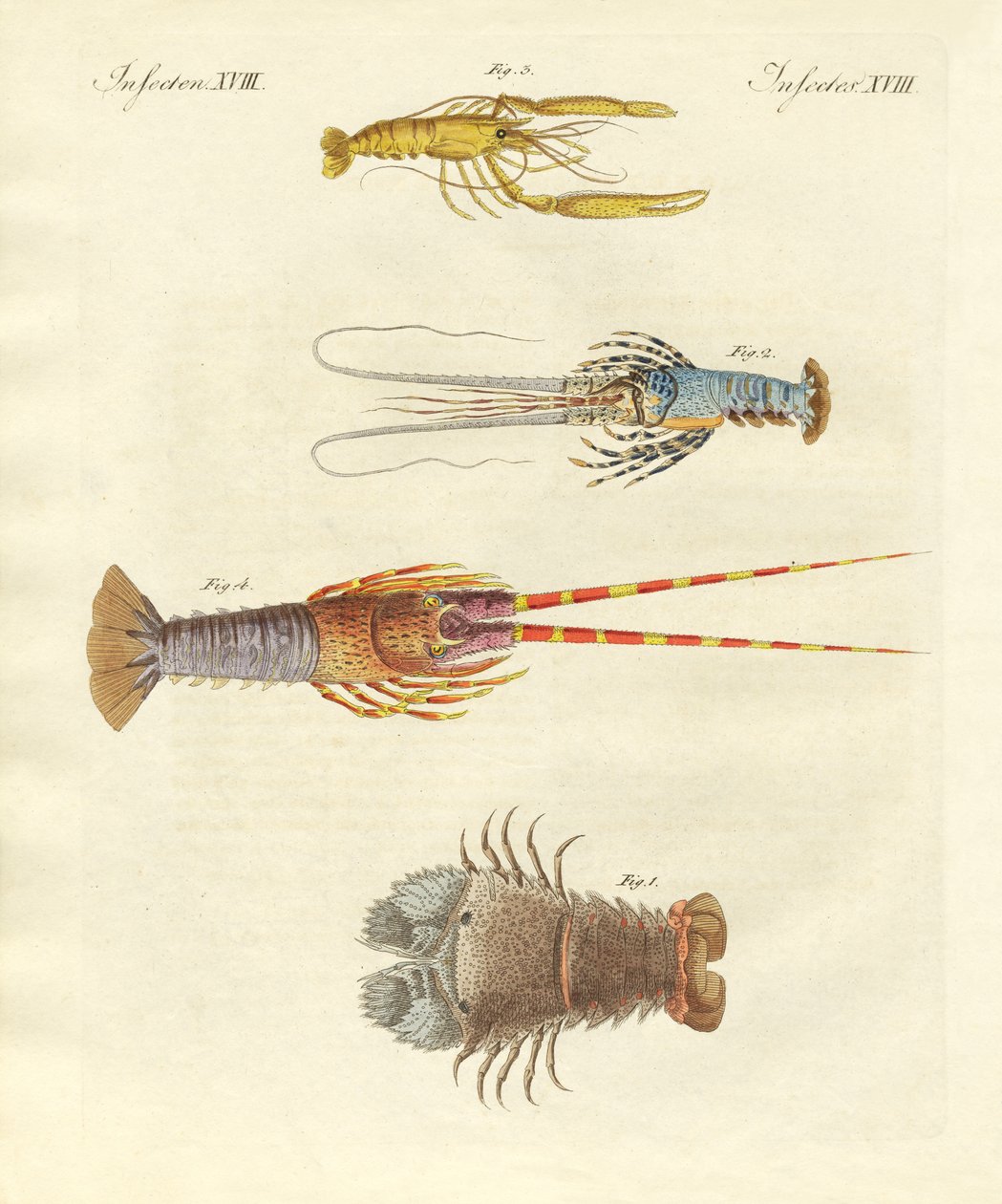Crabes étranges - German School