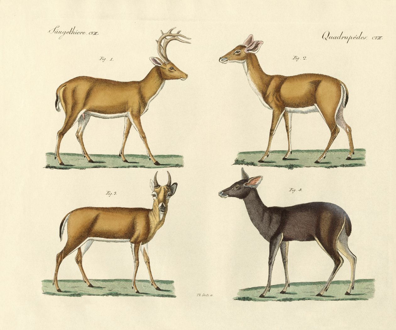 Cerfs étranges - German School