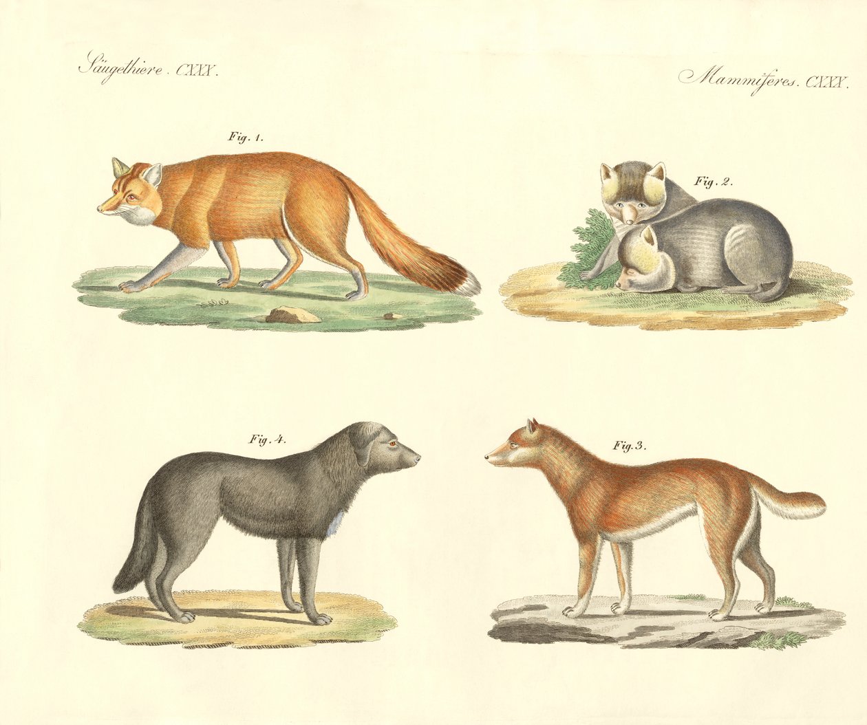 Chiens et renards étranges - German School